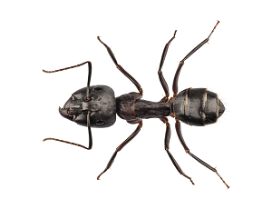 Carpenter Ant