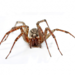 Hobo Spider