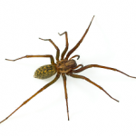 House Spider