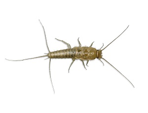 Silverfish