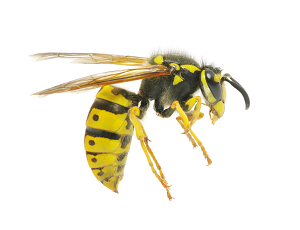 Yellow Jackets & Wasps