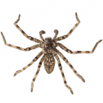 Wolf Spider