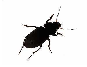 Wood Boring Beetle